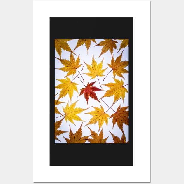 Acer Leaf Collage Wall Art by TonyNorth